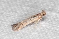Metzneria hilarella