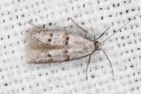 Symmocoides oxybiella
