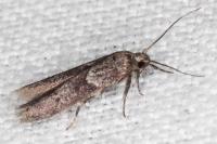 Blastobasis glandulella