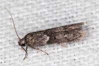 Blastobasis glandulella