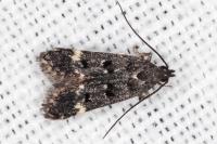 Dichomeris alacella