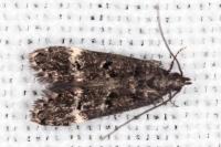 Dichomeris alacella