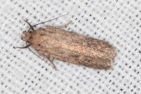 Platyedra subcinerea