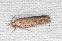 Platyedra subcinerea