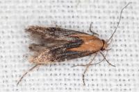 Stomopteryx basalis