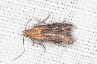 Stomopteryx basalis