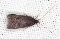 Homaloxestis briantiella