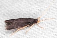 Homaloxestis briantiella