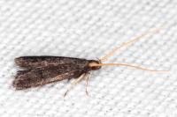 Lecithocera nigrana