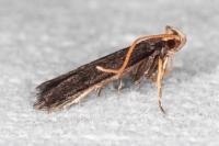 Lecithocera nigrana