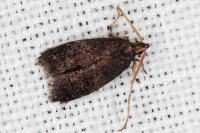 Lecithocera nigrana