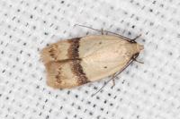 Odites kollarella