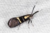 Dasycera oliviella