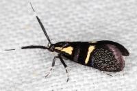 Dasycera oliviella