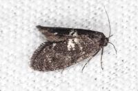 Penestoglossa gallica
