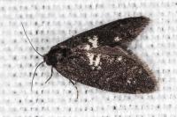 Penestoglossa gallica