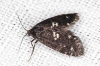 Penestoglossa gallica