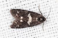 Penestoglossa gallica