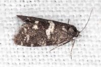 Penestoglossa gallica