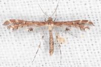 Oxyptilus