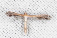 Stangeia siceliota