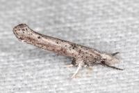 Paradoxus osyridellus