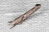 Paradoxus osyridellus