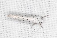 Yponomeuta