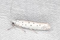 Yponomeuta