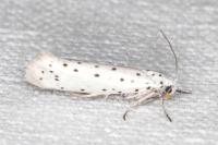 Yponomeuta