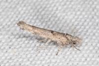Zelleria oleastrella