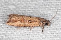 Bactra venosana