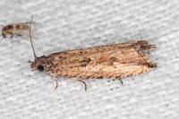 Bactra venosana