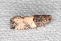 Gypsonoma aceriana
