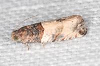 Gypsonoma aceriana