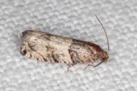 Gypsonoma aceriana