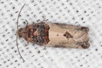 Gypsonoma aceriana