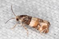 Lobesia bicinctana