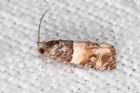 Lobesia bicinctana