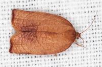 Cacoecimorpha pronubana