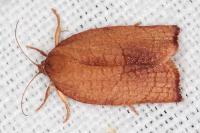 Cacoecimorpha pronubana