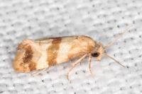 Phalonidia contractana