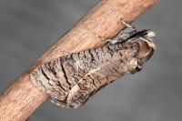 Cossus cossus