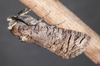 Cossus cossus