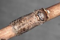 Cossus cossus