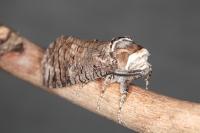 Cossus cossus