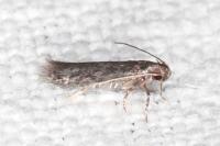 Apateona hispanicum