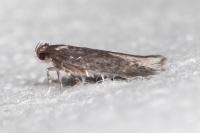 Apateona hispanicum
