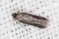 Apateona hispanicum