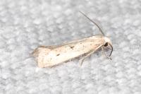 Elachista biatomella